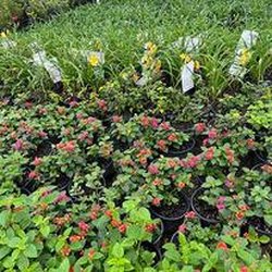 The Hidden Gem Nursery