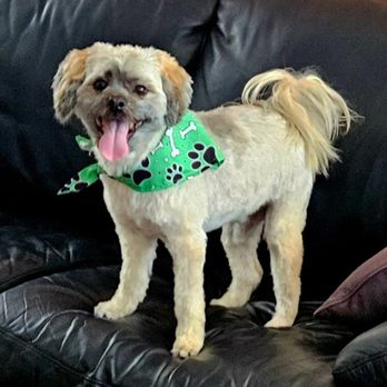 Grooming By Dee - Zambo - Pet Groomers Near Me - Vacaville, California