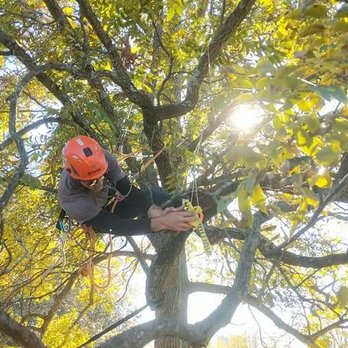 Hager's Tree Care - Even when we're not at your house working in your tree's, we're out here improving our skills in the tree on our days off! - Tree Services Near Me