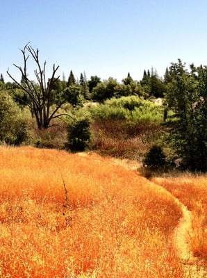 Maidu Regional Park by null