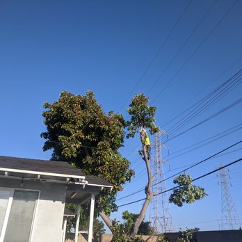 Premier Tree Experts - Tree Services Near Me - Orange, California Premier Tree Experts - Tree Services Near Me - Orange, California