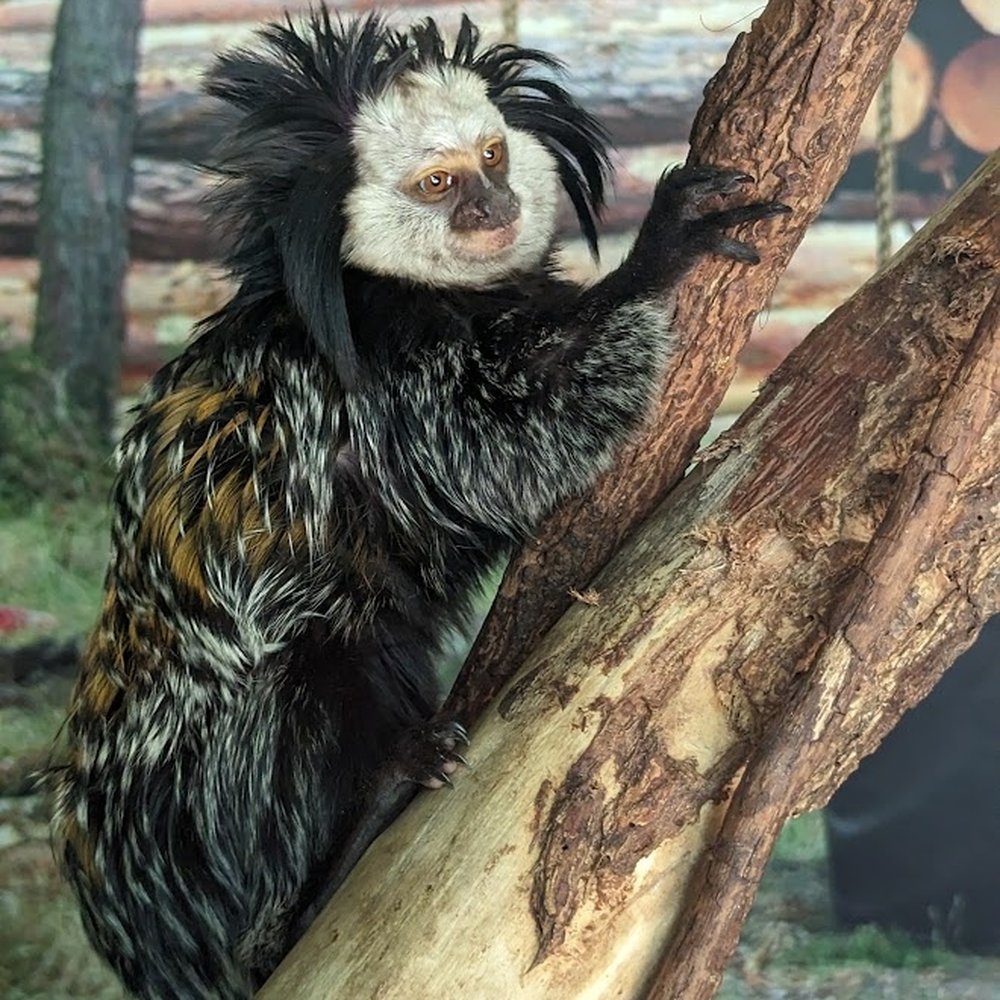 Chattanooga Zoo At Warner Park - The Tamarin were our favorite! So many varieties and they were all so interactive. - Amusement Parks Near Me - Chattanooga, Tennessee