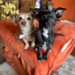 FTF Rescues (Taryn and Kensley) FTF Rescues (Taryn and Kensley)