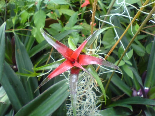 Botaniska trädgården by null