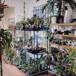 Flori-Culture Tropical Nursery