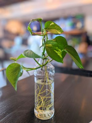 MOE COFFEE-NORTH PARK by null