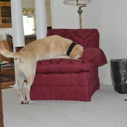 AmericanK9 - Bed Bug Inspection
