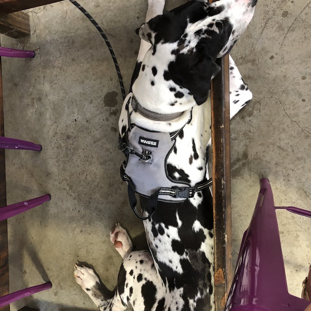 11 Below Brewing Company - My Great Dane hanging out under the table - Breweries Near Me - Spring, Texas