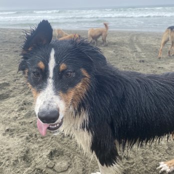 Doggie Adventures - Dog Walkers Near Me