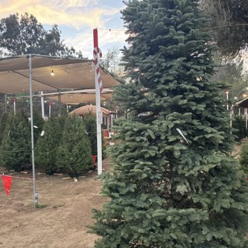 Tapia Bros Farm - So many Christmas trees to choose from - Fruits & Veggies Near Me - Encino, California Tapia Bros Farm - So many Christmas trees to choose from - Fruits & Veggies Near Me - Encino, California