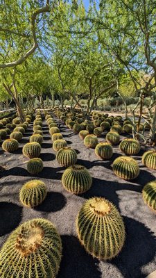 Sunnylands Center & Gardens by null