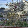 Seward Mini Park gift card