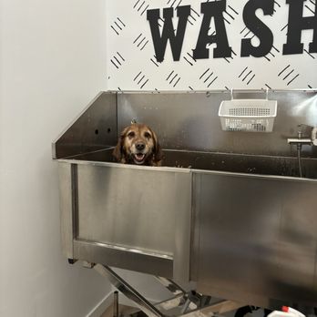 Pawfectly Groomed Doggy Spa - Pet Groomers Near Me - Windsor, Ontario Pawfectly Groomed Doggy Spa - Pet Groomers Near Me - Windsor, Ontario
