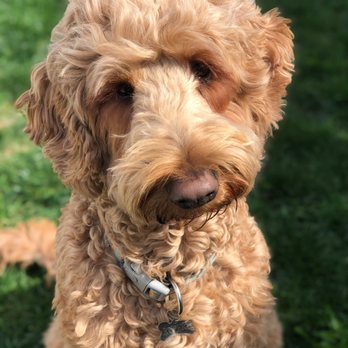 The Paw Spa - Pet Groomers Near Me - Bakersfield, California