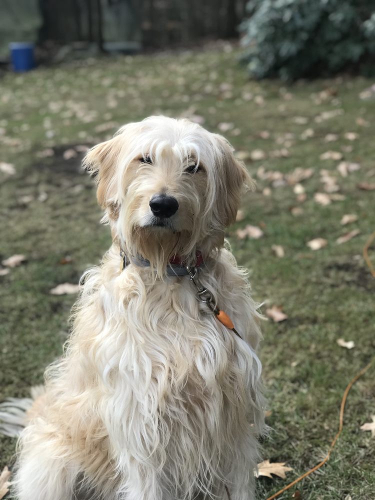 Happy Tails Personal Pet Sitting Image