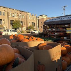 Ruibal's Plants of Texas - October 2025