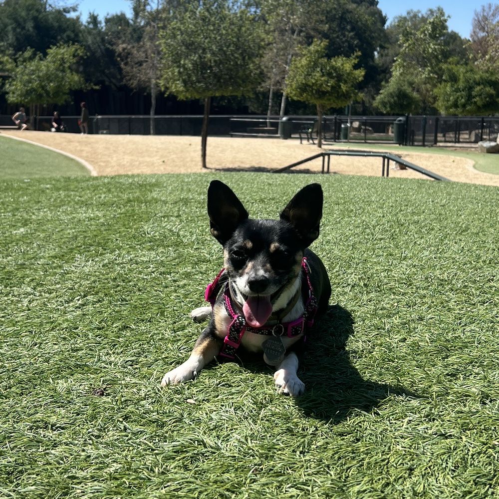 Olive Hills Park - Dog Parks Near Me - Anaheim, California Olive Hills Park - Dog Parks Near Me - Anaheim, California