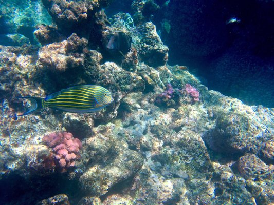 Passions of Paradise - Great Barrier Reef Tours Cairns by null