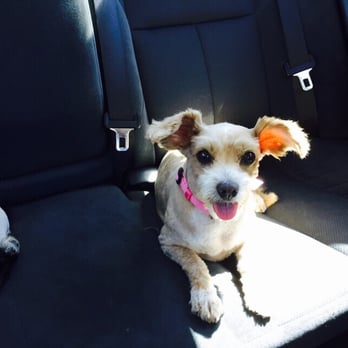 Sitting Pretty Dog Grooming - Exactly what I wanted! I asked for a non- designer cut so it lasts longer. Yay! - Pet Groomers Near Me - Menifee, California Sitting Pretty Dog Grooming - Exactly what I wanted! I asked for a non- designer cut so it lasts longer. Yay! - Pet Groomers Near Me - Menifee, California