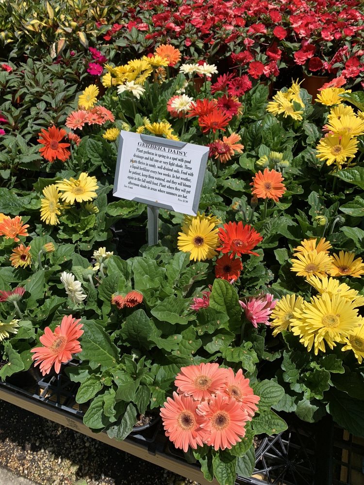 BLAIR’S NURSERY & GIFTS Updated September 2024 38 Photos 9001