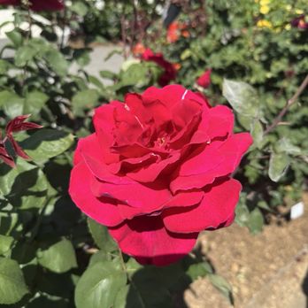 Capitol Park - Parks Near Me - Sacramento, California Capitol Park - Parks Near Me - Sacramento, California