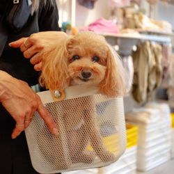Dog & Co - Cutest shopping baskets