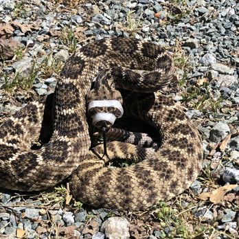 Snake Out - Lemon doing rattlesnake avoidance class for dogs - Wildlife Control Near Me Snake Out - Lemon doing rattlesnake avoidance class for dogs - Wildlife Control Near Me