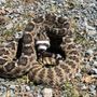 Snake Out