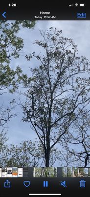 Zeigler Tree Timber Co 1930 Collins Blvd Covington La Arborists Mapquest