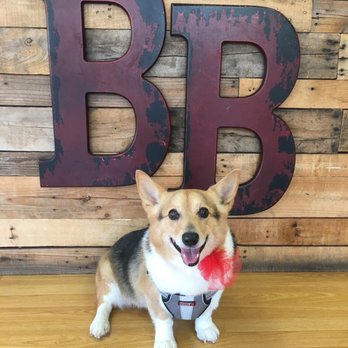 Barking Beauties Mobile Salon - Zoey, 14 1/2 years old, post-groom :) - Pet Groomers Near Me Barking Beauties Mobile Salon - Zoey, 14 1/2 years old, post-groom :) - Pet Groomers Near Me