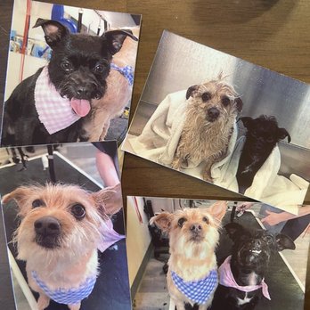 Floof Pet Grooming - Pet Groomers Near Me - Seattle, Washington Floof Pet Grooming - Pet Groomers Near Me - Seattle, Washington
