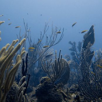 Taino Divers - Scuba Diving Near Me - Rincon, Puerto Rico