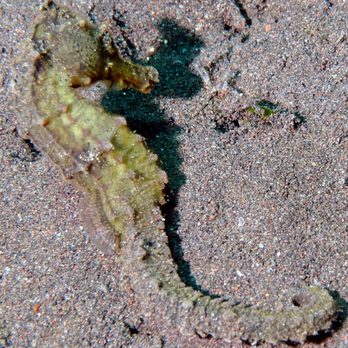 Rivers to Reef - Seahorse - Travel Agents Near Me