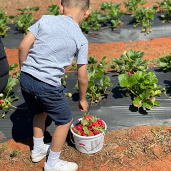 Sweet South Strawberry Farm - Pick Your Own Farms Near Me - Thomaston, Georgia Sweet South Strawberry Farm - Pick Your Own Farms Near Me - Thomaston, Georgia