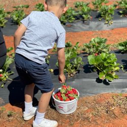 Sweet South Strawberry Farm