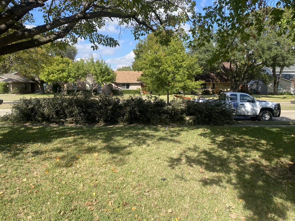 Perez Tree Service - tree service in Dallas, TX