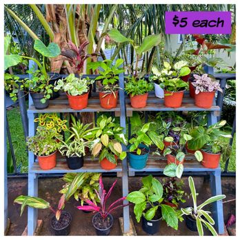 Green Thumb Therapy - New inventory as of 04/22/23 - Nurseries & Gardening Near Me - Kaneohe , Hawaii