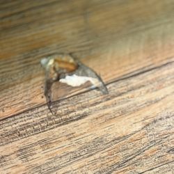Flagstaff KOA - Damaged flooring