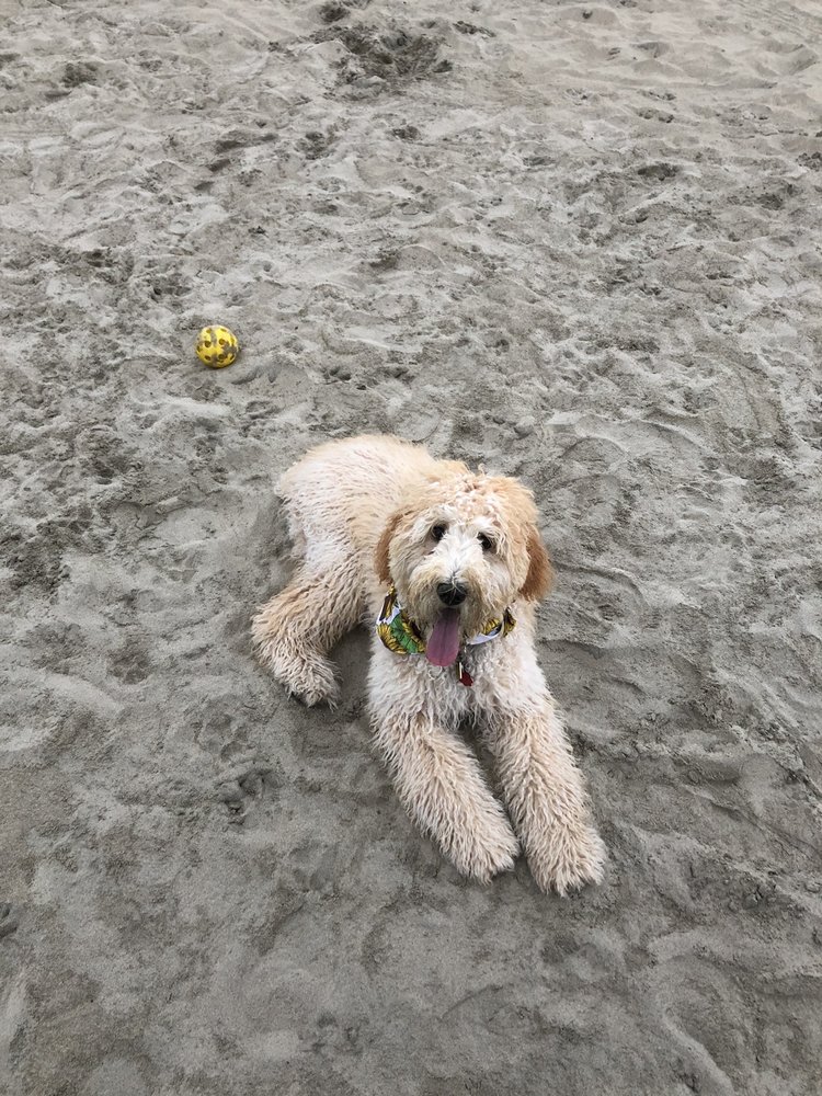 DUTCH TOUCH GROOMING Updated April 2024 14 Reviews 1730 Pomona