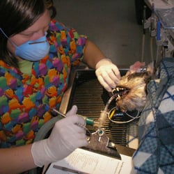 South Shore Veterinary Hospital