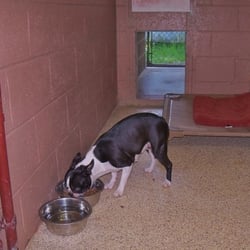 Polyanna kennels - Indoor run area set-up, we provide bowls and pet cots. You can bring additional items to make your pet feel more comfortable.