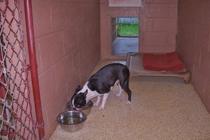 Polyanna kennels - pet boarding facility in New Kensington, PA