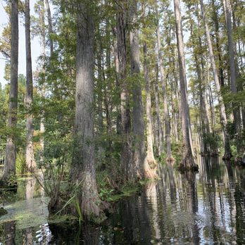 Cypress Gardens - Parks Near Me - Moncks Corner, South Carolina Cypress Gardens - Parks Near Me - Moncks Corner, South Carolina