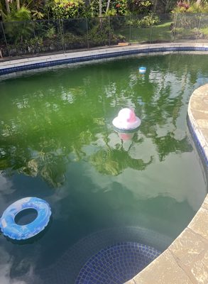 KAI LANI POOLS - Updated July 2026 - 11 Photos & 15 Reviews