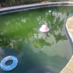 Kai Lani Pools - This is our pool 1 month after they convinced us to drain it and start over.