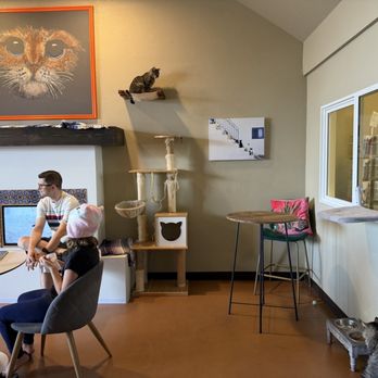 El Jefe Cat Lounge - Pet Adoption Near Me - Tucson, Arizona