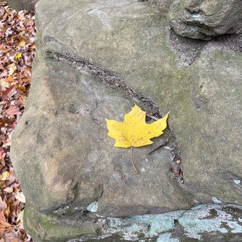 Oak Park - Fall leaves, wind blowing, this is gorgeous - Hiking Near Me - Grand Ledge, Michigan
