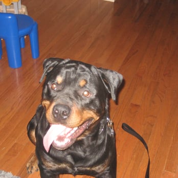 Lovin' My Leash - Bolo smiling for the camera after his walk. - Dog Walkers Near Me Lovin' My Leash - Bolo smiling for the camera after his walk. - Dog Walkers Near Me