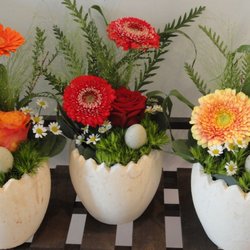Dianthus