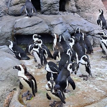 Adventure Aquarium - Blue penguins. - Aquariums Near Me - Camden, New Jersey Adventure Aquarium - Blue penguins. - Aquariums Near Me - Camden, New Jersey
